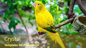  Presentation with parrot - Slide deck having portrait-of-yellow-parrot background and a tawny brown colored foreground
