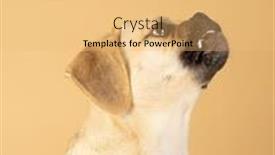  Presentation with brave - Slide deck featuring portrait-of-young-adorable-brave background and a yellow colored foreground