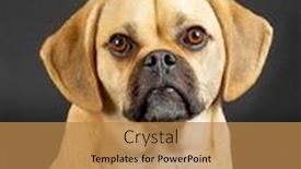  Presentation with rock minerals portrait - Amazing slide deck having portrait-of-young-adorable-puggle backdrop and a coral colored foreground