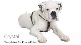  Presentation with boxer dog - Slide deck having portrait of young boxer dog laying on white background background and a white colored foreground