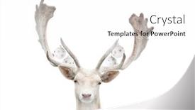  Presentation with deer - PPT theme enhanced with portrait-of-young-deer-isolated background and a white colored foreground