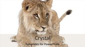  Presentation with old young - Colorful PPT theme enhanced with portrait of young lion cub backdrop and a coral colored foreground