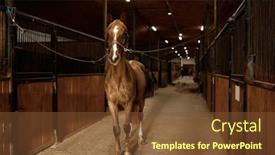  Presentation with portrait of a shy embarrassed - Slide deck enhanced with portrait-of-young-purebred-stallion background and a tawny brown colored foreground