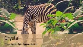  Presentation with zoo - Presentation design having portrait of zebra in the zoo background and a coral colored foreground