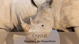  Presentation with south africa - PPT layouts featuring portrait-on-an-endangered-white background and a coral colored foreground