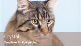  Presentation with maine - Amazing PPT theme having portrait pedigree maine coon cat on blue backdrop and a coral colored foreground