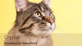  Presentation with pastel color - Slide set consisting of portrait pedigree maine coon cat on pastel color yellow background and a coral colored foreground