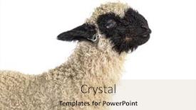  Presentation with nose - Colorful PPT theme enhanced with portrait-profile-of-a-lovely backdrop and a coral colored foreground