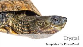  Presentation with turtle - PPT theme consisting of portrait-profile-of-spanish-pond background and a  colored foreground