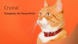 Presentation with orange - Slide deck with portrait-red-tomcat-on-orange background and a red colored foreground