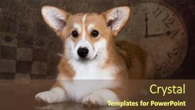  Presentation with chessboard - PPT layouts featuring portrait-shepherd-dog-corgi background and a tawny brown colored foreground