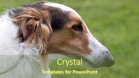  Presentation with dog - Presentation consisting of portrait-shot-of-a-borzois background and a tawny brown colored foreground