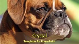 Presentation with boxer - PPT layouts with portrait shot of a boxer background and a tawny brown colored foreground