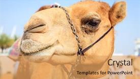  Presentation with camel - Presentation theme having portrait shot of a camel background and a yellow colored foreground