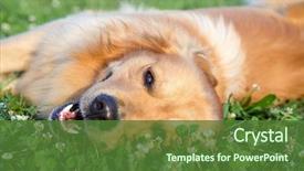  Presentation with meadow - Colorful slide deck enhanced with portrait young dog playing backdrop and a tawny brown colored foreground