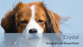  Presentation with dutch - Amazing theme having portrait young dutch kooikerhondje against blue sky backdrop and a light blue colored foreground