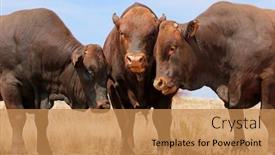  Presentation with rural - Cool new presentation design with portraits-of-three-stud-bonsmara backdrop and a coral colored foreground