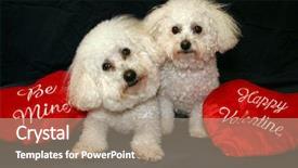  Presentation with danger - Slides enhanced with portrate - beau and fifi danger both background and a coral colored foreground