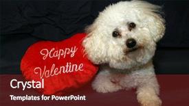  Presentation with danger - Presentation theme consisting of portrate - beau danger a bichon frise background and a tawny brown colored foreground