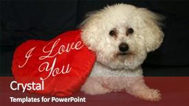  Presentation with danger - Cool new PPT theme with portrate - beau danger a bichon frise backdrop and a crimson colored foreground