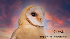  Presentation with sunset - PPT layouts enhanced with portratit-or-a-beautiful-white background and a coral colored foreground