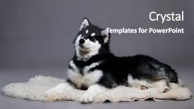  Presentation with alaskan seafood - Amazing presentation theme having poditray - alaskan malamute closeup portrait backdrop and a gray colored foreground