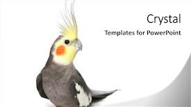 Presentation with grey - Slide set enhanced with tropical bird - grey curious cockatiel isolated background and a white colored foreground