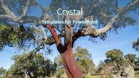  Presentation with oak - Presentation theme consisting of portuguese-cork-oak-quercus-suber background and a ocean colored foreground