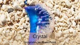  Presentation with jellyfish - PPT theme with portuguese man o war physalia background and a coral colored foreground