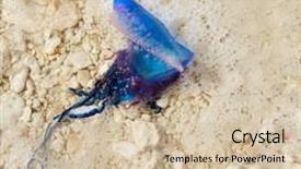  Presentation with jellyfish - Slides with portuguese man o war physalia background and a soft green colored foreground