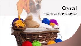  Presentation with army hat - Cool new presentation theme with portuguese podengo puppy in gnome backdrop and a  colored foreground