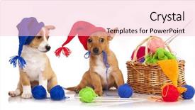  Presentation with graduation ceremony graduation caps hat - Audience pleasing PPT theme consisting of portuguese podengo puppy in gnome backdrop and a  colored foreground