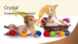  Presentation with puppy - Colorful presentation theme enhanced with portuguese podengo puppy in gnome backdrop and a  colored foreground