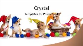  Presentation with graduation ceremony graduation caps hat - Beautiful PPT layouts featuring portuguese podengo puppy in gnome backdrop and a  colored foreground