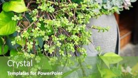  Presentation with elephant - Beautiful slide deck featuring portulaca-ria-afra-elephant-bush backdrop and a seafoam green colored foreground