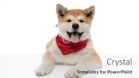  Presentation with forward - Beautiful presentation theme featuring positive-akita-inu-sticking-out backdrop and a white colored foreground