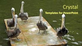  Presentation with looking for their - Beautiful presentation theme featuring posse-of-serious-looking-pelicans backdrop and a tawny brown colored foreground