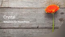  Presentation with gerbera daisy pink flower - Presentation theme consisting of orange gerbera flower on wooden background and a  colored foreground