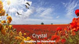  Presentation with artistic - Audience pleasing PPT theme consisting of post card red yellow pink orange flowers swaying in the wind spring warm day farm field blooming large garden buttercups ranunculus the concept of of artistic photography backdrop and a tawny brown colored foreground