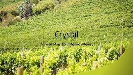  Presentation with vineyard - Theme enhanced with post harvest - full frame shot of green background and a  colored foreground