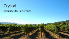  Presentation with nature vines - Presentation theme enhanced with post harvest - rows of supported and trained background and a  colored foreground