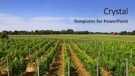  Presentation with vine - Slide deck featuring post harvest - scenic vine yards landscape background and a light blue colored foreground