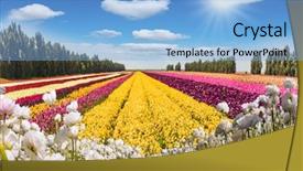  Presentation with israel - Audience pleasing PPT theme consisting of postcard magnificent multi-colored buttercups backdrop and a light blue colored foreground
