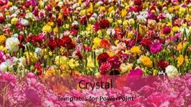  Presentation with spring - PPT theme enhanced with postcard magnificent multi-colored buttercups background and a red colored foreground