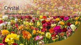  Presentation with postcard - Beautiful PPT layouts featuring postcard magnificent multi-colored buttercups backdrop and a coral colored foreground