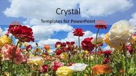  Presentation with postcard - Cool new presentation theme with postcard multi-colored buttercups sway backdrop and a light blue colored foreground