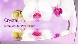  Presentation with orchids - Presentation theme featuring postcard orchids on the water background and a pink colored foreground