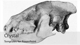  Presentation with cave art - Presentation theme with poszneck cave hyena skull background and a light gray colored foreground