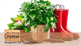  Presentation with plants - Presentation design featuring pot - garden plants in wicker basket background and a coral colored foreground