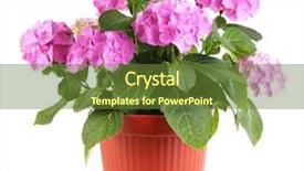  Presentation with white hydrangea - Slide deck having pot - hydrangea in flowerpot isolated background and a tawny brown colored foreground